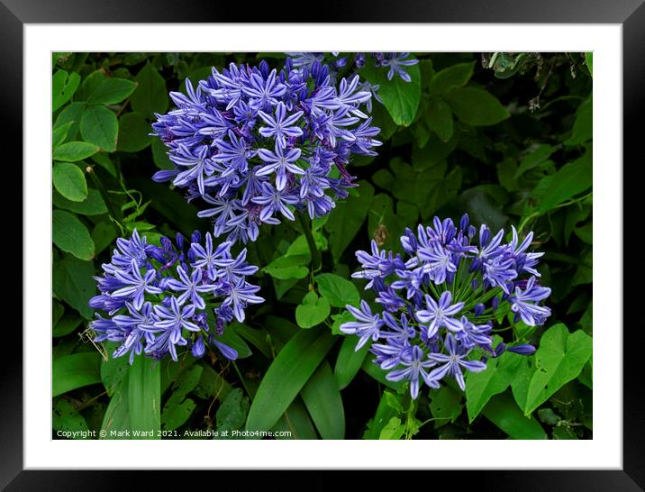 Agapanthus Blue Peter Framed Mounted Print by Mark Ward