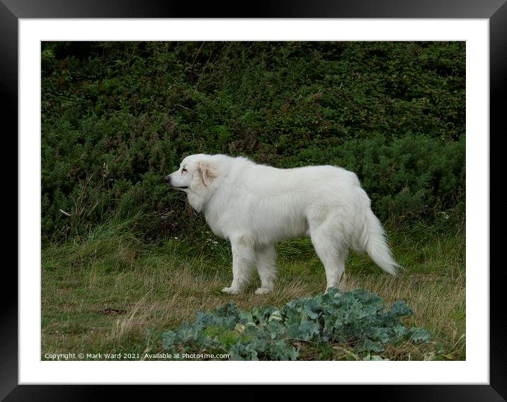 Big White Dog. Framed Mounted Print by Mark Ward