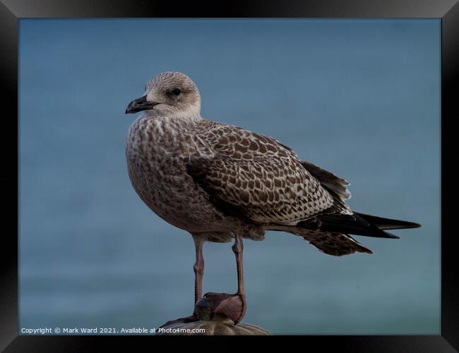 Young Gull Framed Print by Mark Ward