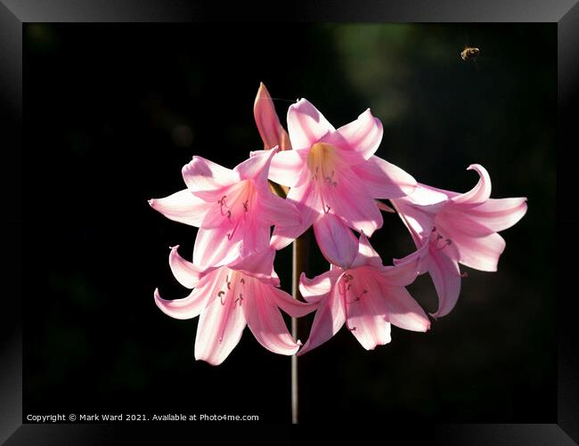 Pink Lily Framed Print by Mark Ward