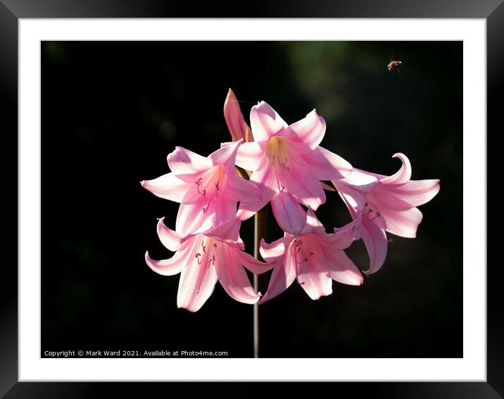 Pink Lily Framed Mounted Print by Mark Ward