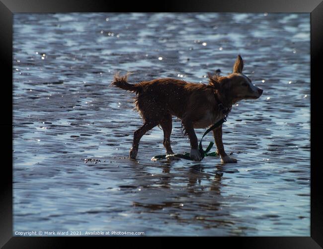 Dog + Water = Fun Framed Print by Mark Ward