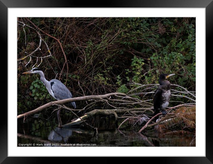 Heron and Cormorant. A Working Relationship. Framed Mounted Print by Mark Ward
