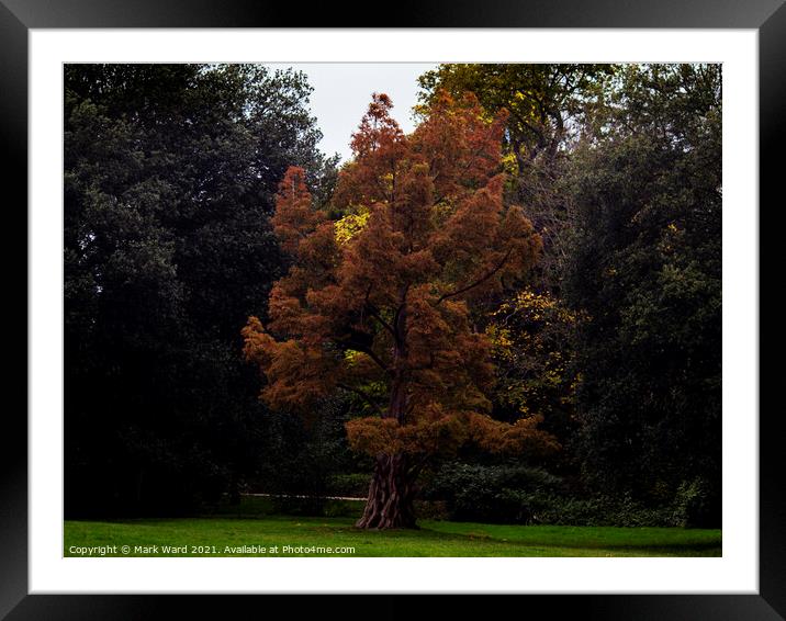 Autumn Delight Framed Mounted Print by Mark Ward