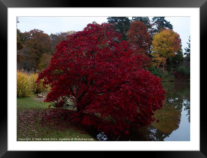 Autumn Acer Framed Mounted Print by Mark Ward