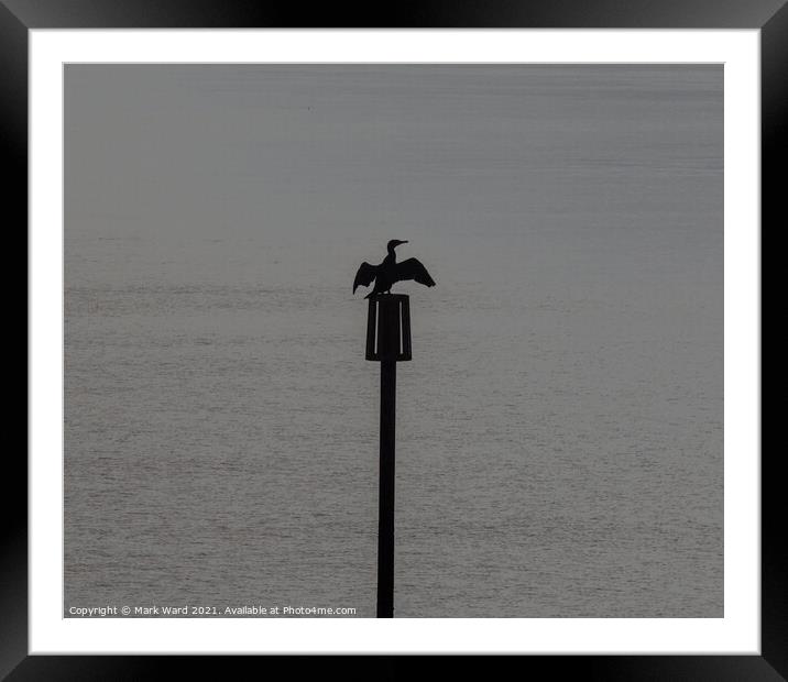 The Classic Cormorant. Framed Mounted Print by Mark Ward