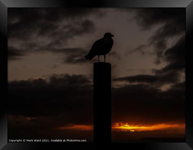 Seagull at Sunset Framed Print by Mark Ward