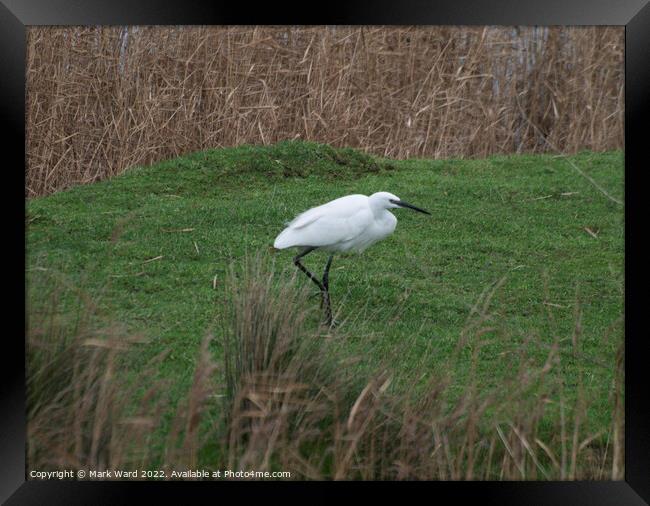 Little Egret in the Reeds. Framed Print by Mark Ward