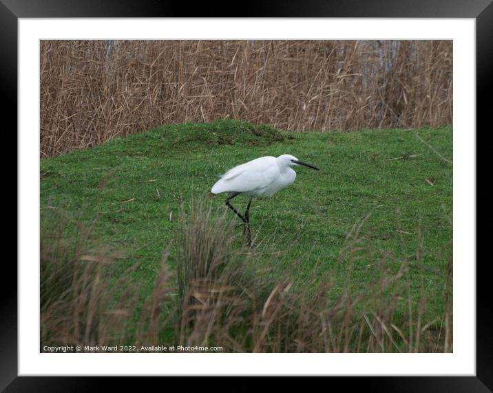 Little Egret in the Reeds. Framed Mounted Print by Mark Ward