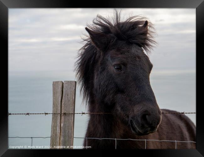 An Exmoor Pony in Sussex. Framed Print by Mark Ward