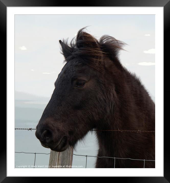 A Portrait of an Exmoor Pony. Framed Mounted Print by Mark Ward