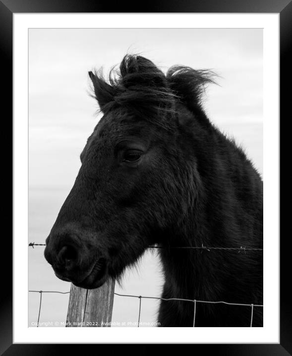 Portrait of an Exmoor Pony. Framed Mounted Print by Mark Ward