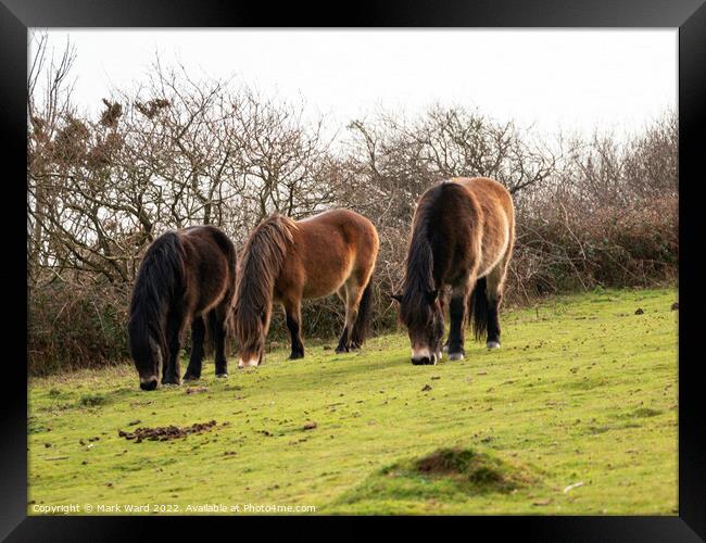 Wild Exmoor Ponies Grazing. Framed Print by Mark Ward