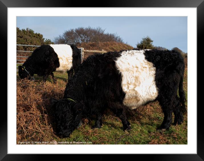 Belted Galloway Cattle. Framed Mounted Print by Mark Ward