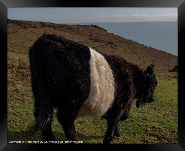 Belted Galloway Cattle in Sussex. Framed Print by Mark Ward
