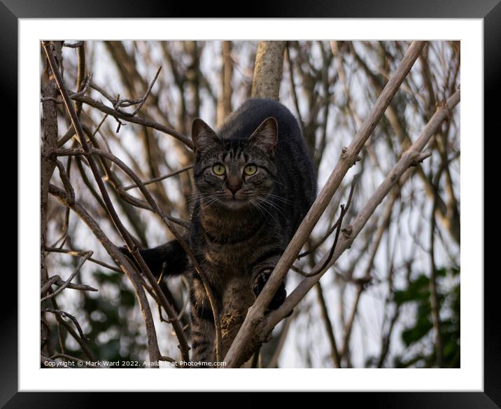 Cat on a Mission Framed Mounted Print by Mark Ward