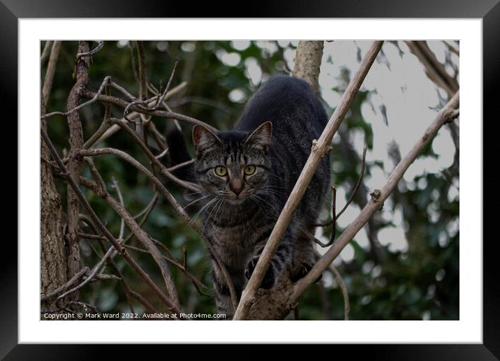 A cat sitting on a branch Preying. Framed Mounted Print by Mark Ward