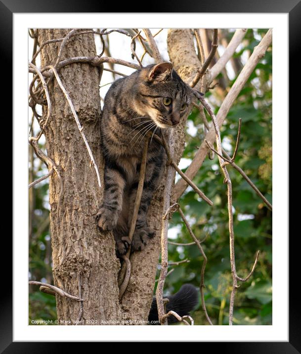 Tabby in a Tree Framed Mounted Print by Mark Ward