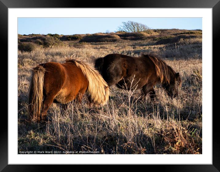 Wild Ponies at Beachy Head. Framed Mounted Print by Mark Ward