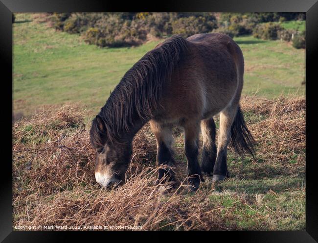 Pony in Sussex. Framed Print by Mark Ward