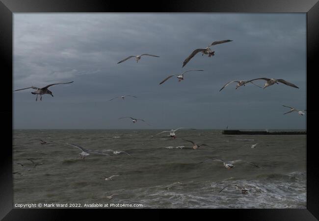 Gulls at the Stade in Hastings.  Framed Print by Mark Ward