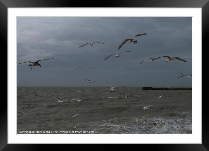Gulls at the Stade in Hastings.  Framed Mounted Print by Mark Ward
