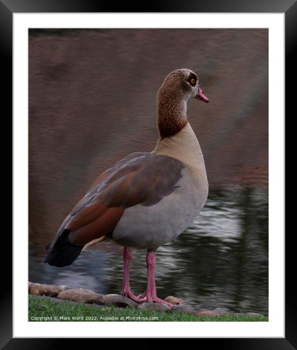 Egyptian Goose. Framed Mounted Print by Mark Ward