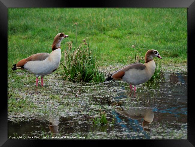 Egyptian Geese on the water. Framed Print by Mark Ward