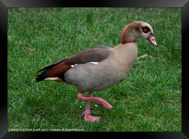 Egyptian Goose on the move. Framed Print by Mark Ward