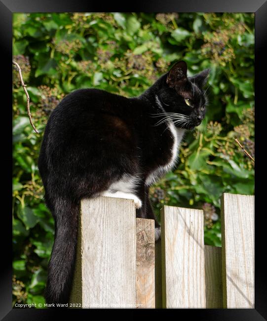A cat sitting on top of fence Framed Print by Mark Ward