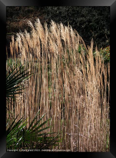 Golden Grasses. Framed Print by Mark Ward