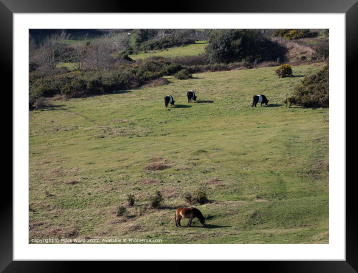 Belted Galloway Cattle grazing with an Exmoor pony. Framed Mounted Print by Mark Ward
