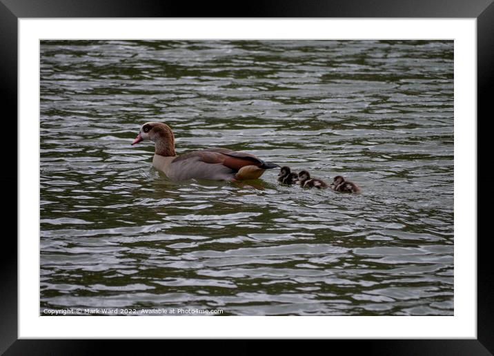 Egyptian Goose with March Chicks. Framed Mounted Print by Mark Ward