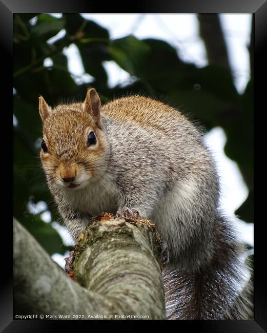 A squirrel on a branch. Framed Print by Mark Ward