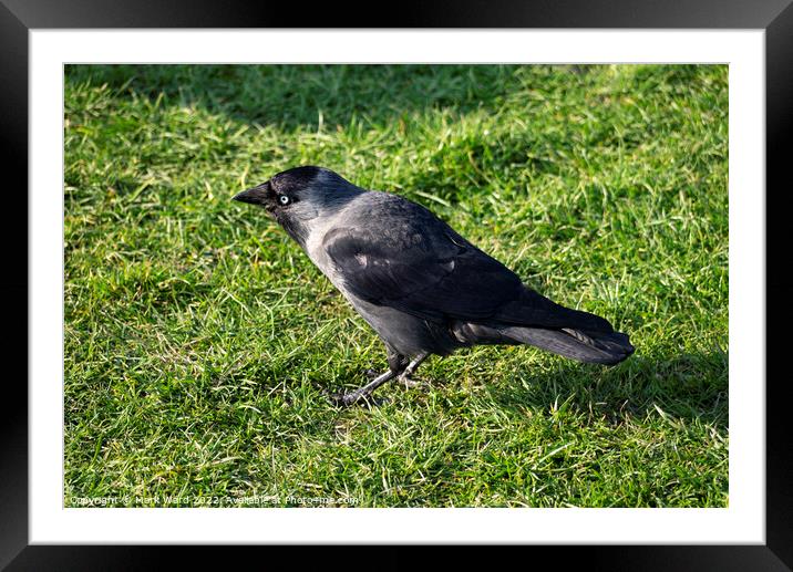 Captain Jackdaw on Hastings Seafront. Framed Mounted Print by Mark Ward