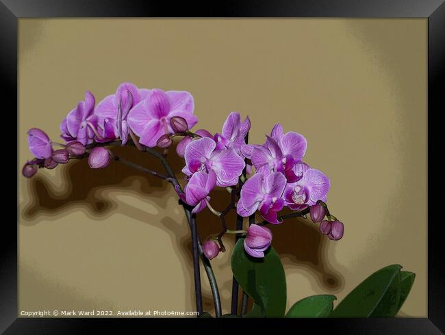 Pink Orchid Framed Print by Mark Ward