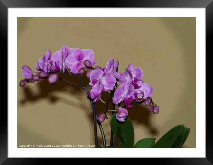 Pink Orchid Framed Mounted Print by Mark Ward