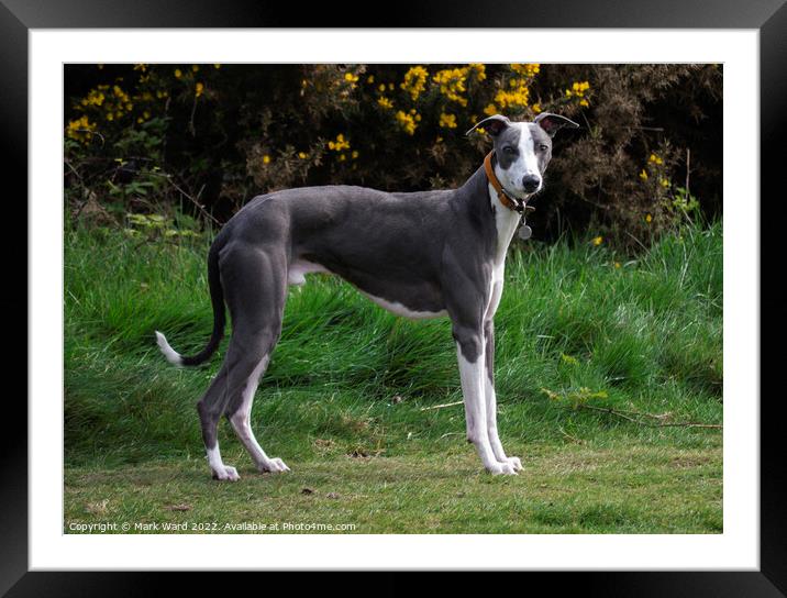 A Greyhound waiting for his companion. Framed Mounted Print by Mark Ward