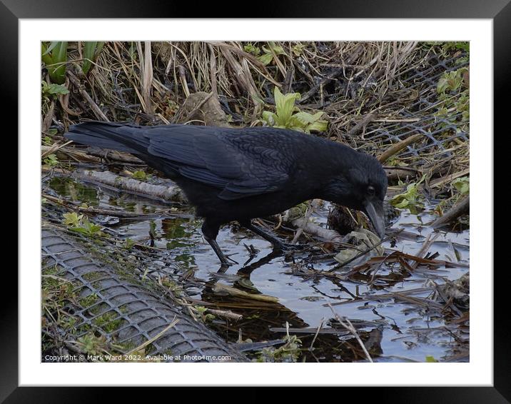 Crow in the water. Framed Mounted Print by Mark Ward