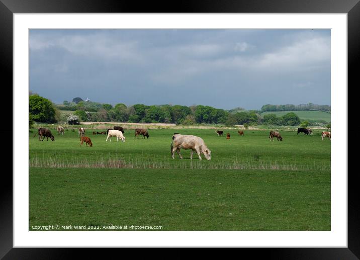 Cattle Grazing in Sussex. Framed Mounted Print by Mark Ward