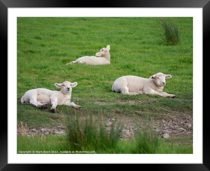 Lambs at Rest. Framed Mounted Print by Mark Ward