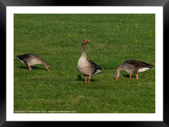 Greylag Geese. Framed Mounted Print by Mark Ward