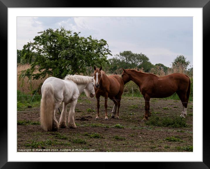 Equine Conversation. Framed Mounted Print by Mark Ward