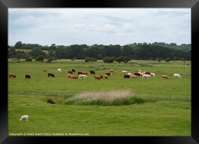 Sussex Farmfield. Framed Print by Mark Ward