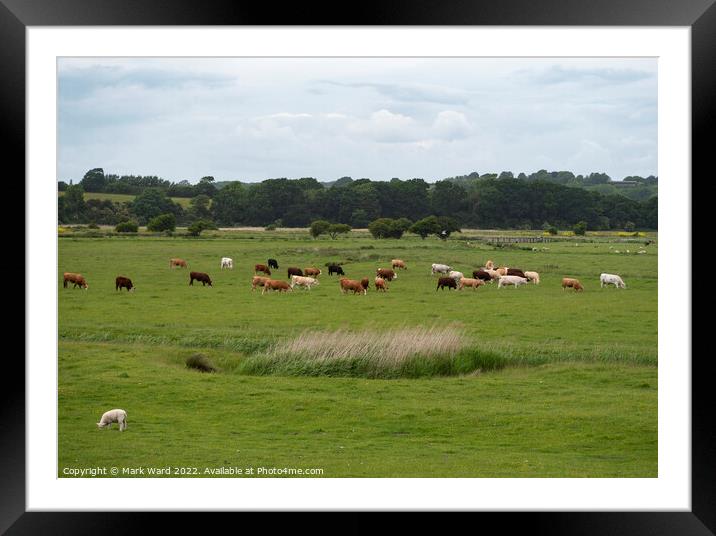 Sussex Farmfield. Framed Mounted Print by Mark Ward