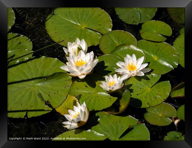 White Water Lilies. Framed Print by Mark Ward
