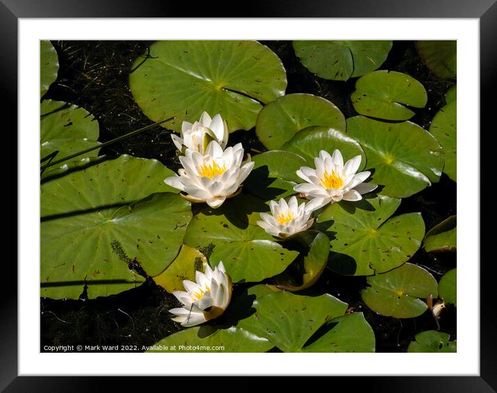 White Water Lilies. Framed Mounted Print by Mark Ward