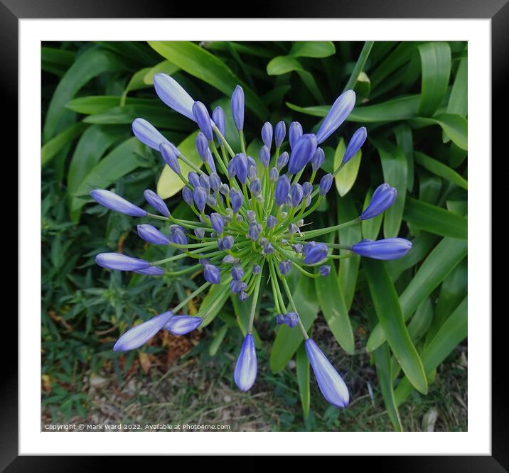 Agapanthus Bloom Framed Mounted Print by Mark Ward