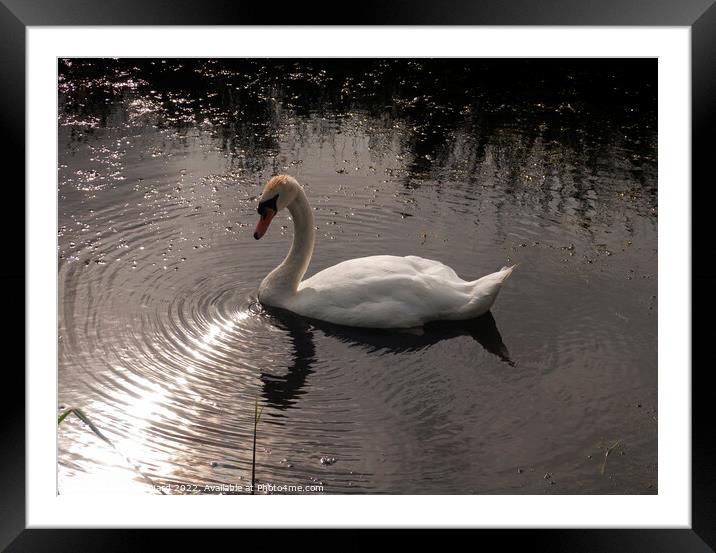 Evening Swan  Framed Mounted Print by Mark Ward