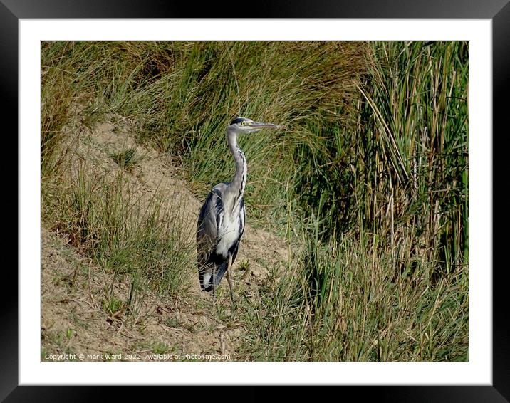 Grey Heron by the Water. Framed Mounted Print by Mark Ward